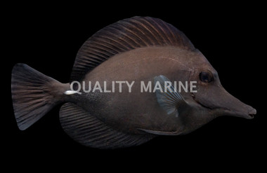 Black Longnose Tang
