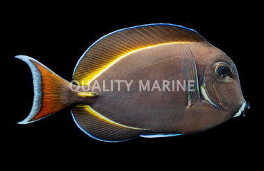 Achilles-White Cheek Tang, Hybrid :: 31519