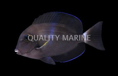 Orange Socket Tang