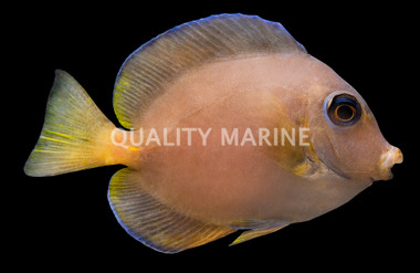 Yellow Phase Atlantic Blue Tang