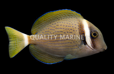White Bar Tang