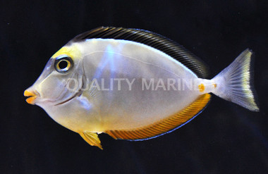 Naso Tang :: 31612