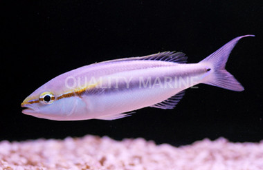 Butterfly Whiptail Bream :: 31800