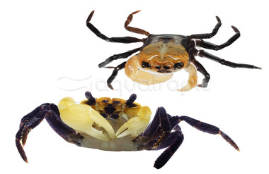 Panda Crab :: 20107