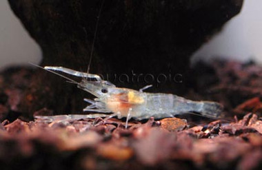 Chameleon Shrimp :: 20023