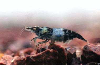 Rili Carbon :: 20083