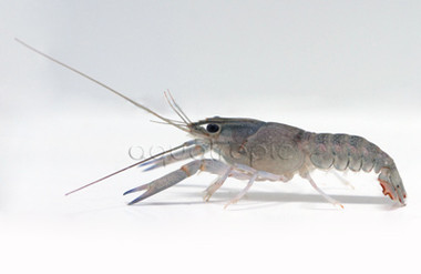 Yabbie Blue Lobster :: 90007