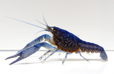 Cobalt Blue Lobster :: 90008