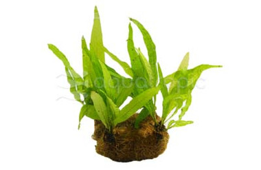 Plant on Coco Mat :: 80201