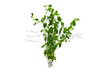 Bacopa monneri - bunch :: 80216