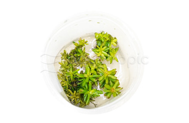 Rotala indica 'Bonsai' Cup AT :: 80528