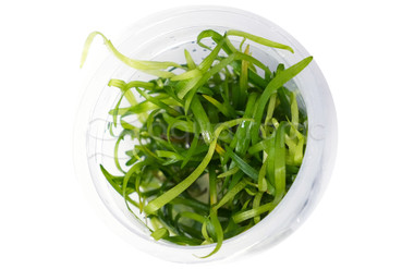Sagittaria subulata Cup AT :: 80532