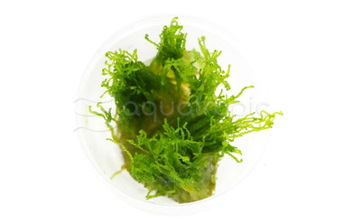 Taxiphyllum 'Flame' Cup AT :: 80535