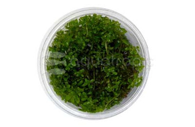 Rotala 'Vietnam H'ra' Cup AT :: 80556