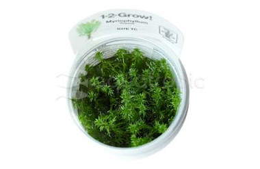 Myriophyllum 'Guyana' :: 80559
