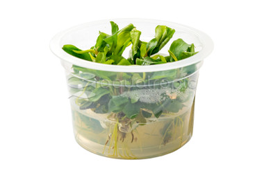 Bucephalandra 'Green' Cup AT :: 80595