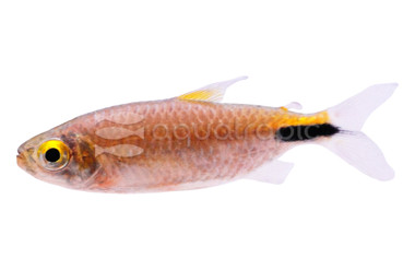 Longfin Alestidae Tetra :: 71000