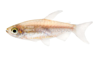 Longfin Congo Tetra :: 71022