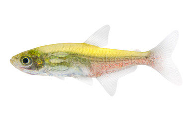 Green Fire Tetra :: 71023