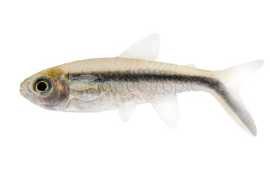 Penguin Tetra :: 71026