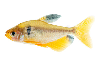 Hifin Serpae Tetra :: 71032