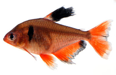 Hifin Serpae Tetra :: 71032