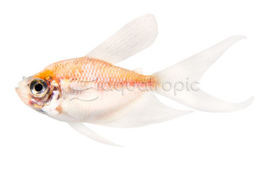 Hifin White Tetra :: 71034