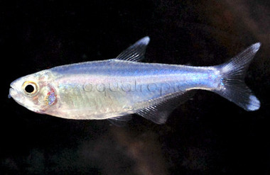 Blue Tetra :: 71035