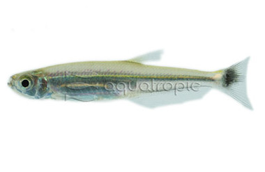 Lemon Lizard Tetra :: 71037