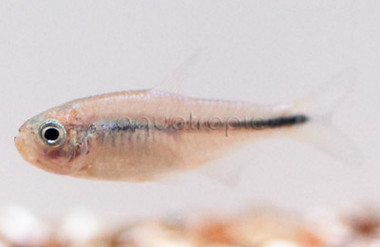 Blue Ribbon Tetra :: 71051