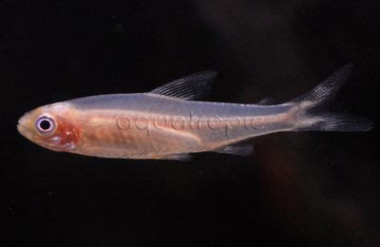 Rummy Nose Golden Tetra :: 71053