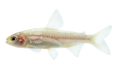 Rummy Nose Golden Tetra :: 71053