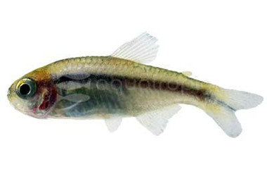 Melanostichos Tetra :: 71057