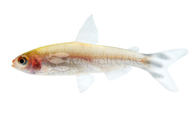 Brilliant Rummy Nose Tetra :: 71059