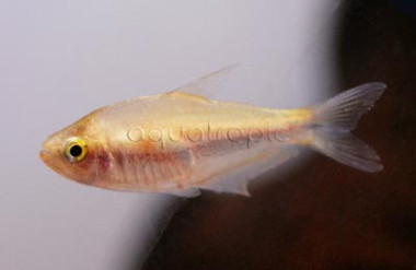 Emperor Yellow Palmeri Tetra :: 71060