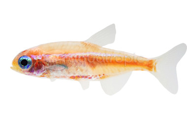 Golden Neon Tetra :: 71069