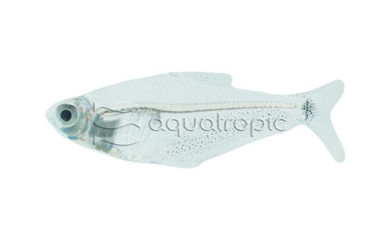 Amazon Glass Tetra :: 71081