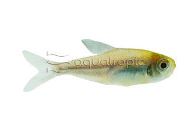 Bleeding Blue Tetra :: 71084
