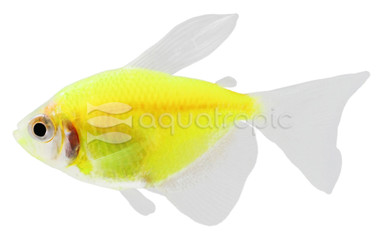 Glo Electric Green Tetra :: 71500