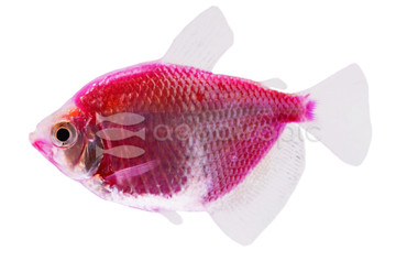 Glo Galactic Purple Tetra :: 71503