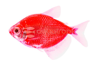 Glo Starfire Red Tetra :: 71504
