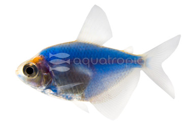 Glo Cosmic Blue Tetra :: 71505