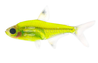 Glo Electric Green Pristellla Tetra :: 71510