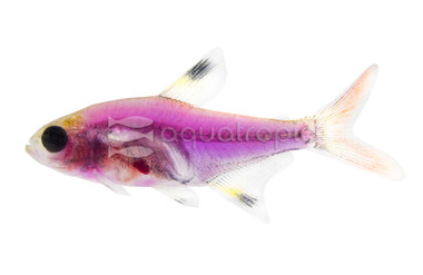Glo Galactic Purple Pristella Tetra :: 71513