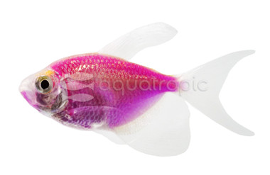 Glo Galactic Purple Longfin Tetra :: 72503