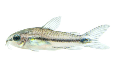 Pygmy Pygmaeus :: 17027