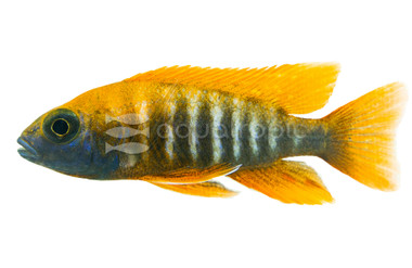 Red Eureka Peacock Malawi Cichlid :: 18052