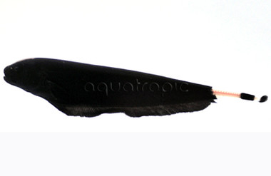 Black Ghost Knifefish :: 38000