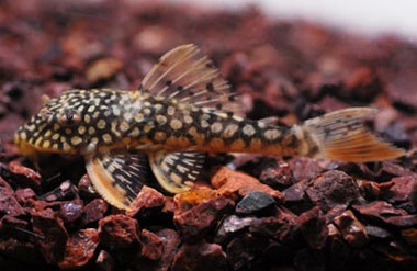 Sunshine/Goldie Plecostomus L-014 :: 58042