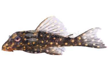 Gold Spotted Plecostomus L-136 :: 58053